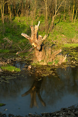 Image showing Dead-wood