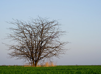 Image showing Tree in the field 