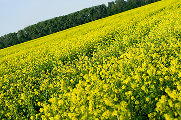 Image showing Field of Buckwheat