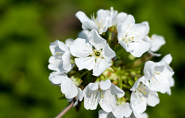 Image showing Flower branches