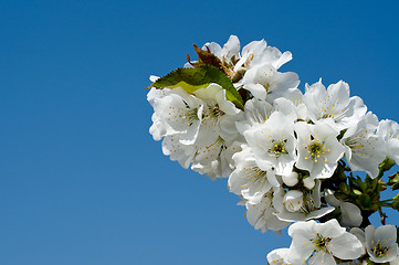 Image showing Flower branches