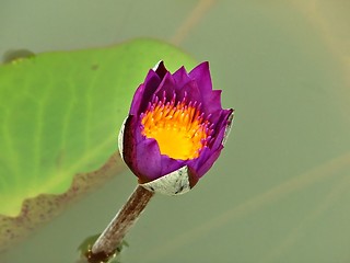 Image showing Purple Water Lily