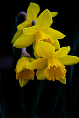 Image showing daffodils