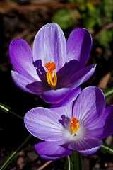 Image showing blue crocus