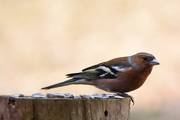 Image showing chaffinch