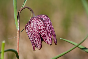 Image showing Snakes head lily