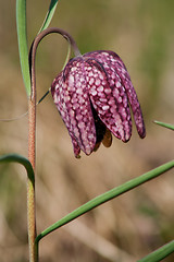 Image showing snakes head lily