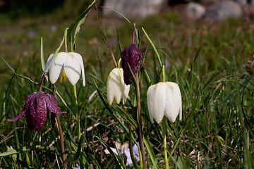 Image showing snakes head lilies