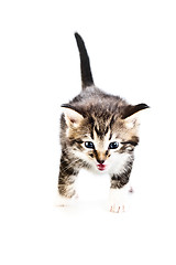 Image showing kitten