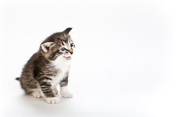 Image showing kitten meowing