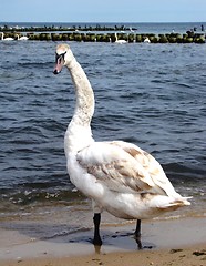 Image showing swan