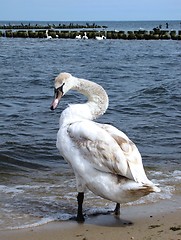 Image showing swan