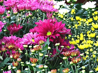 Image showing Colourful Daisies