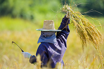 Image showing cutting rice in the fields