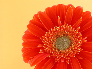 Image showing pretty in orange