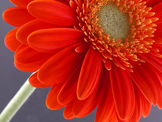 Image showing pretty in orange