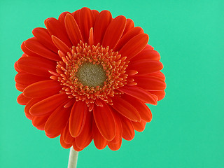 Image showing pretty in orange