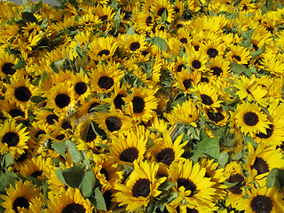 Image showing Sunflowers