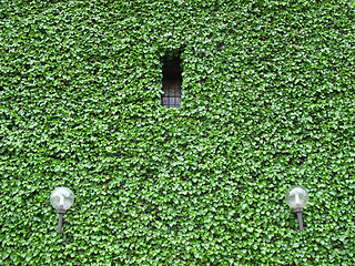 Image showing Green facade