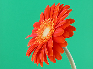Image showing pretty in orange