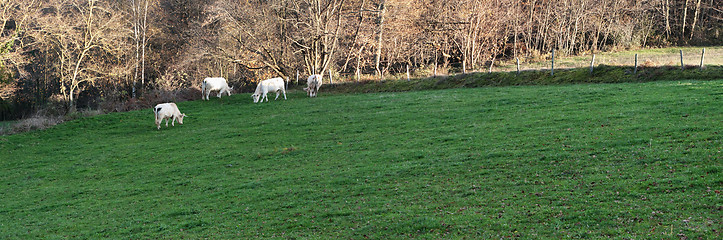 Image showing Group of cows