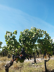 Image showing Vineyard