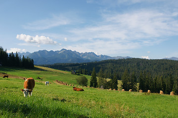 Image showing Cows in Tatras