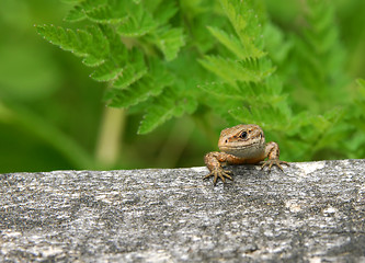 Image showing sand lizard 