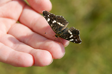 Image showing Butterfly