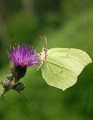 Image showing Lemons butterfly