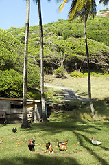 Image showing farm animals chickens roosters in jungle bequia