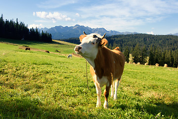 Image showing Cow in mountain