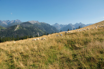 Image showing Sheep on the mountain pasture