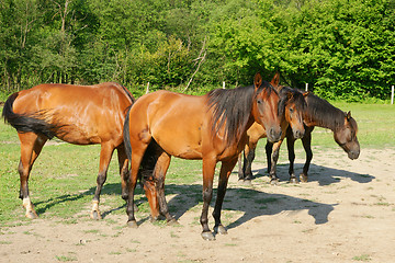Image showing Horses