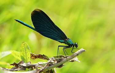 Image showing Blue dragonfly