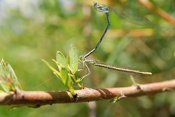 Image showing Dragonflies during the mating season.