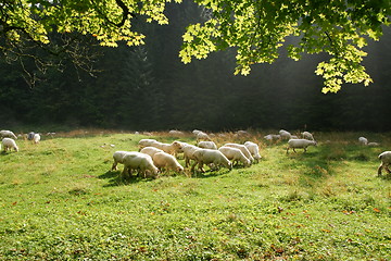 Image showing sheeps on pasture