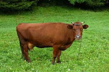 Image showing Cow on meadow