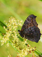 Image showing Dark butterfly