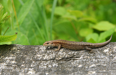 Image showing sand lizard