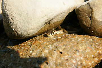 Image showing Worm snake