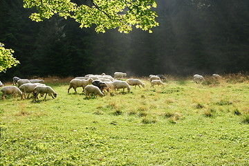 Image showing sheeps on pasture