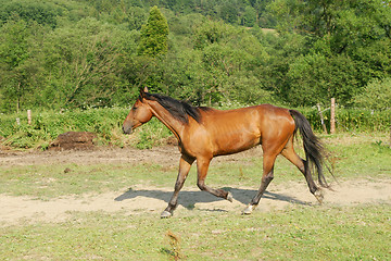 Image showing Horse