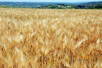 Image showing Wheat field landscape