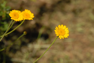 Image showing Meadow yellow flowers