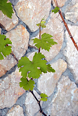 Image showing Green vine leaves