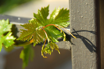 Image showing Growing vine plant closeup