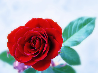 Image showing Red rose