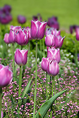 Image showing Purple tulips background