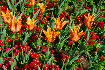 Image showing Orange tulips background